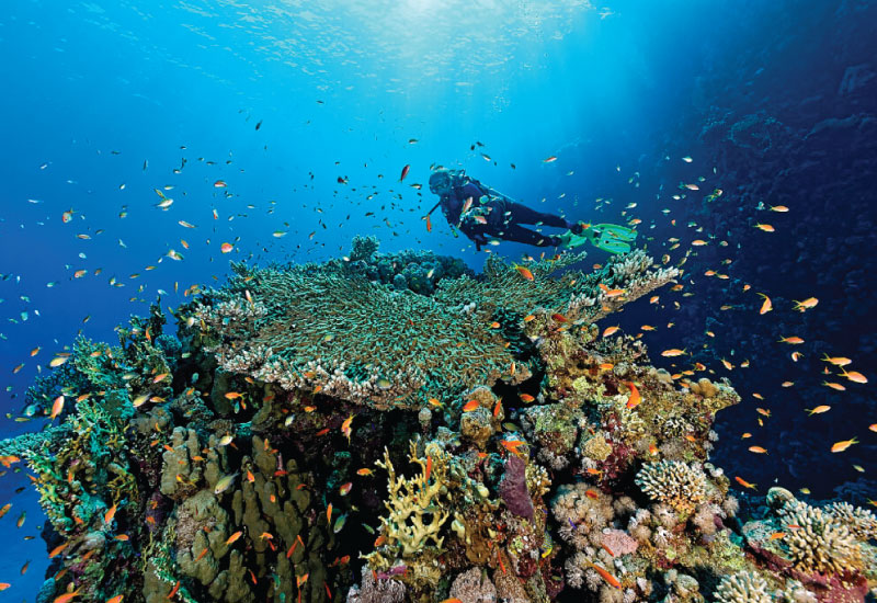 Ras Mohamed - Diving - 2 Dives - Image 4